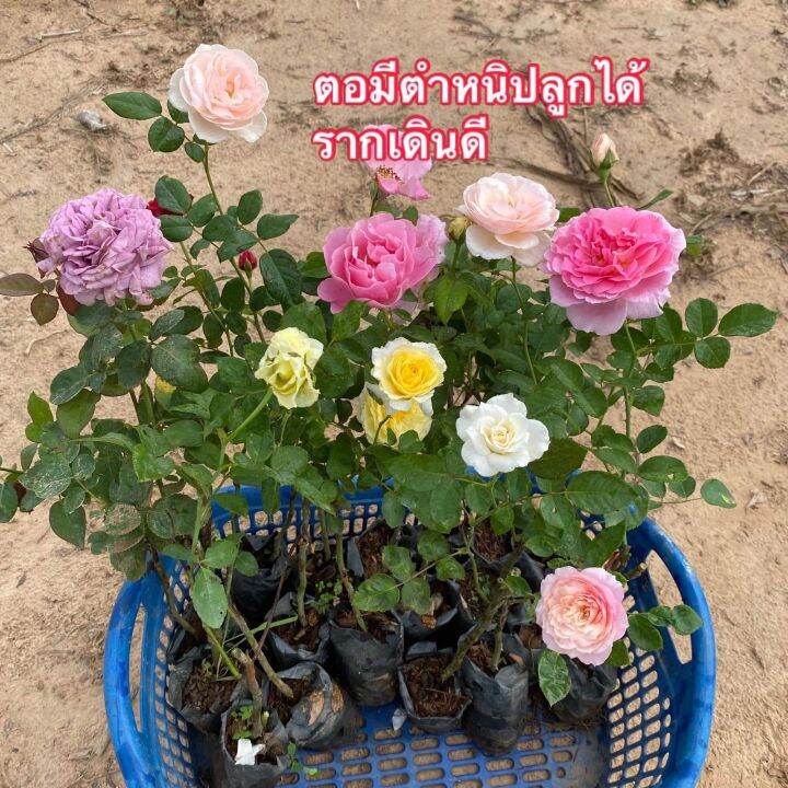 กุหลาบ-ในถุงชำ-ซื้อ-5-แถม-1-ฟรี-ต้นกุหลาบในถุงเพาะชำ-คละสี-รากเดินดี-เหมาะสำหรับท่านที่ชอบปลูกปลายๆต้น-คละสี-กดสั่ง-5-ต้นแถมฟรี-1-ต้น