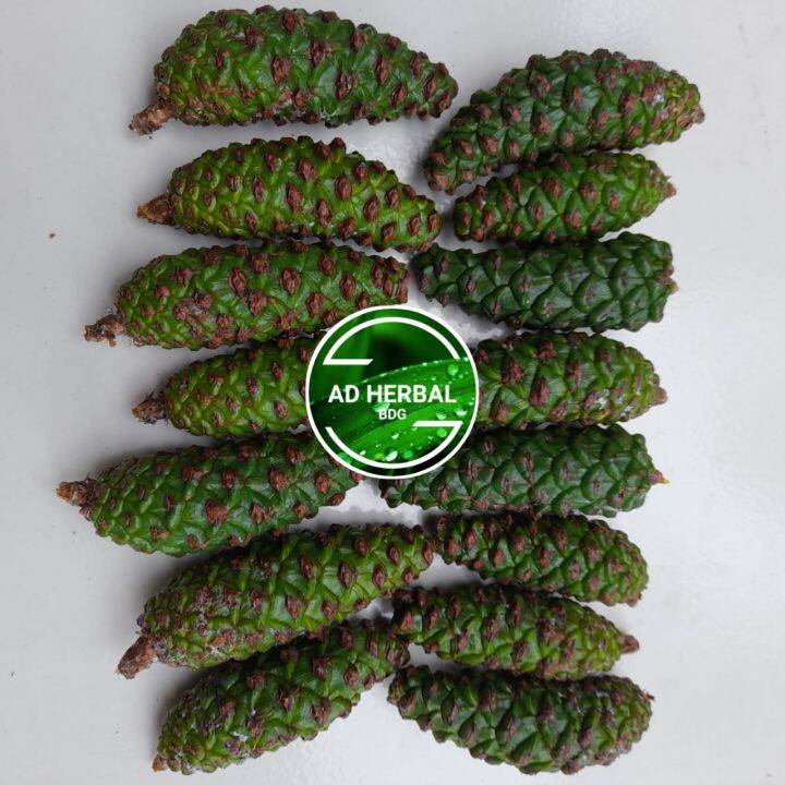 Jual Buah Pinus Muda Segar 500 Gram | Lazada Indonesia