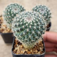 แมมแม่เฒ่า ฮาเนียน่า Mammillaria Hahniana ไม้เมล็ด ออกดอกเป็นสีชมพู