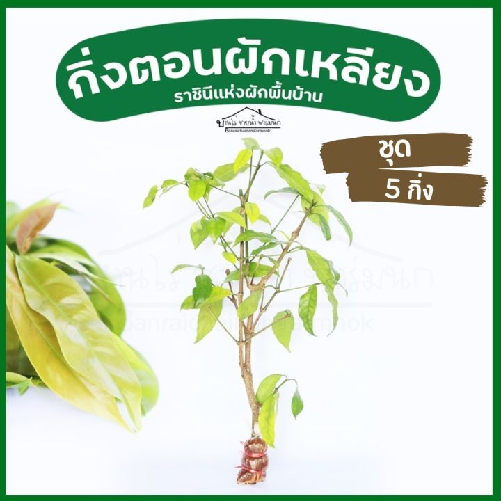 กิ่งพันธุ์ผักเหลียงชุด5กิ่ง-ราชินีแห่งผักพื้นบ้าน