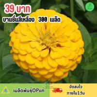 บานชื่นกลีบซ้อนสีเหลือง บรรจุ 300 เมล็ด