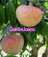 เมล็ดพันธุ์ น้อยโหน่งแดง  30: เมล็ด