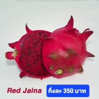 แก้วมังกรพันธุ์  Red Jaina