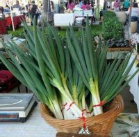 ต้นหอม ญี่ปุ่น 0.5 g งอกดี ต้นใหญ่ พันธุ์โตเกียว1 Bunching onion เมล็ดต้นหอมญี่ปุ่น เมล็ดผัก เมล็ดพันธุ์