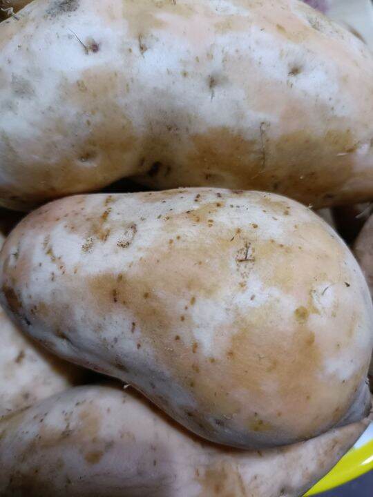 KAMOTE ORANGE (1 KILO PER ORDER) Lazada PH