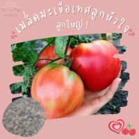 เมล็ดมะเขือเทศลูกหัวใจเมล็ดพันธุ์ มะเขือเทศหัวใจ 40 มล็ด Pink Oxheart Tomato Seed เมล็ดพันธุ์แท้100% นำเข้าจากต่างประเทศ ปลูกผัก สวนครัว ถูกดี