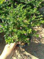 ต้นหลิวใต้หวันดอกม่วง หรือหลิว ไทเป Elfin Herb  False Heather