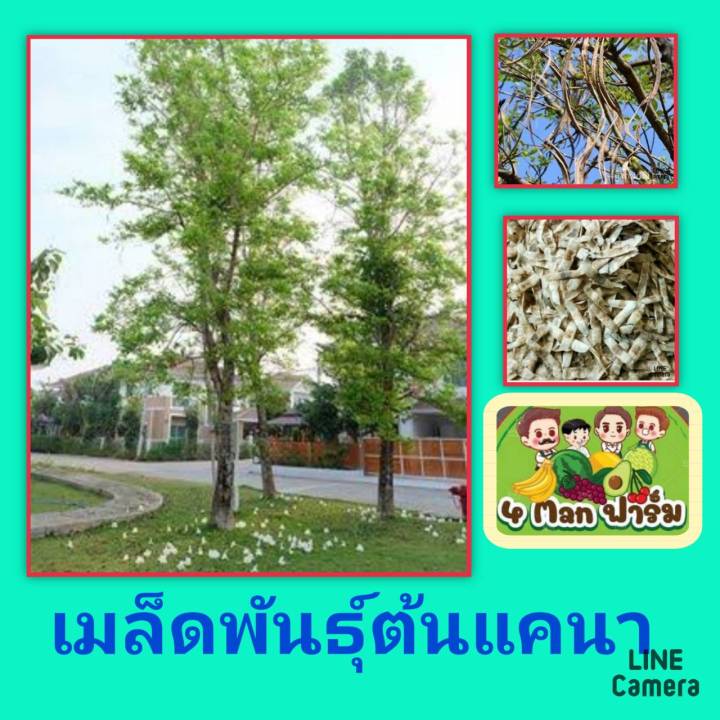 เมล็ดพันธุ์ต้นแคนา-เมล็ดพันธุ์ต้นแคป่า-เมล็ดพันธุ์ต้นไม้เศรษฐกิจ-ชุดละ100เม็ด