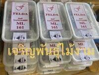 เมล็ดพันธ์ปาล์มยังกัมบิ D*P Yangambi ML161 จำหน่ายเมล็ดละ 40 บาท 1 ถุงมี 100 เมล็ด