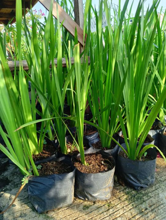 Lubigan/Sweet Flag/Myrtle grass/Calamus seedlings | Lazada PH