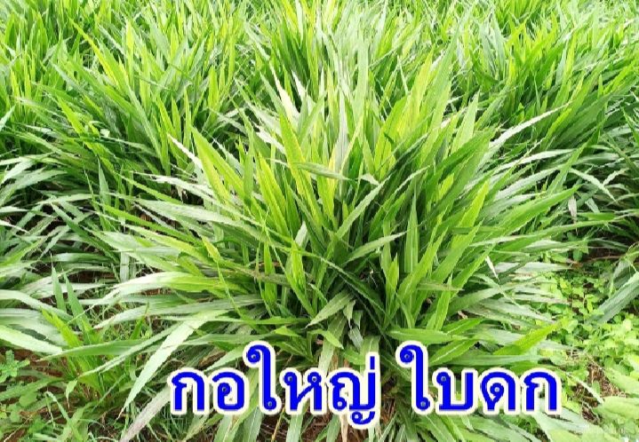 ท่อนต้นพันธ์หญ้าหวานอิสราเอล-50-ท่อน