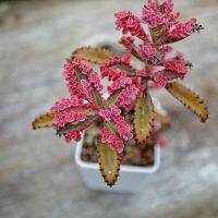 พิ้งค์บัตเตอร์ฟรายน์ (M)Kalanchoe tubiflora f.variegata pink butterfly จัดส่งทั้งกระถาง