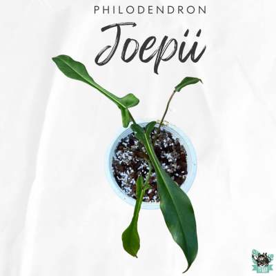 Philodendron Joepii โจปิอาย มีเชื้อด่าง