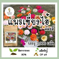 เมล็ดพันธุ์ แพรเซี่ยงไฮ้คละสี 3,000 เมล็ด เมล็ดพันธุ์OPแท้ อัตราการงอกสูง