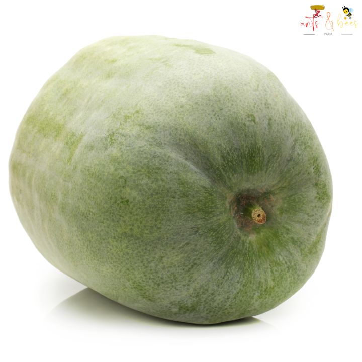 Kundol Ashgourd Wintermelon Binhi Pantanim Vegetable | Lazada PH