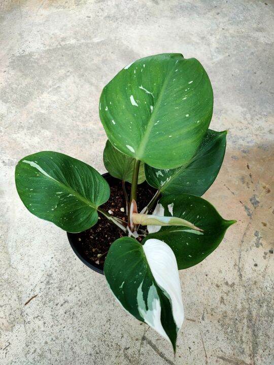 Philodendron white knight | Lazada