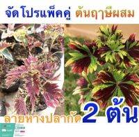 ช่วยคนชอบต้นไม้ ปลูกขายเอง ให้ 2 ต้นต่อ1ชุดค่ะ‼️ ฤษีผสม (Coleus) นิยมนำมาปลูกเป็นไม้กระถางประดับในบริเวณบ้านสถานที่ทำงาน และตามสถานที่ต่างๆ