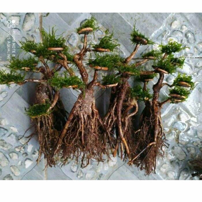 Bonsai air bahan aquascape aquarium Lazada Indonesia