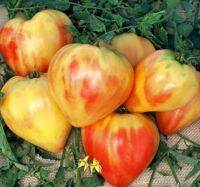 เมล็ดพันธุ์มะเขือเทศหัวใจ ออเรนจน์ รัสเซียน อ็อกซ์ฮาร์ท Orange Russian Oxheart Tomato Seeds บรรจุ 15 เมล็ด คุณภาพดี ของแท้ ราคาถูก นำเข้าจากต่างประเทศ