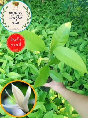 #ต้นจำปีขาวแคระ 🌱โปรซื้อ 1 แถม 2 💥โปรขายส่งจากฟาร์ม 💥