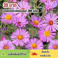 เมล็ดพันธุ์ ดอกแอสเตอร์นิวอิงค์แลนด์300 เมล็ด