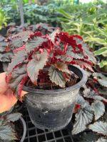 ต้นบีโกเนีย Begonia spp. &amp; hybrid