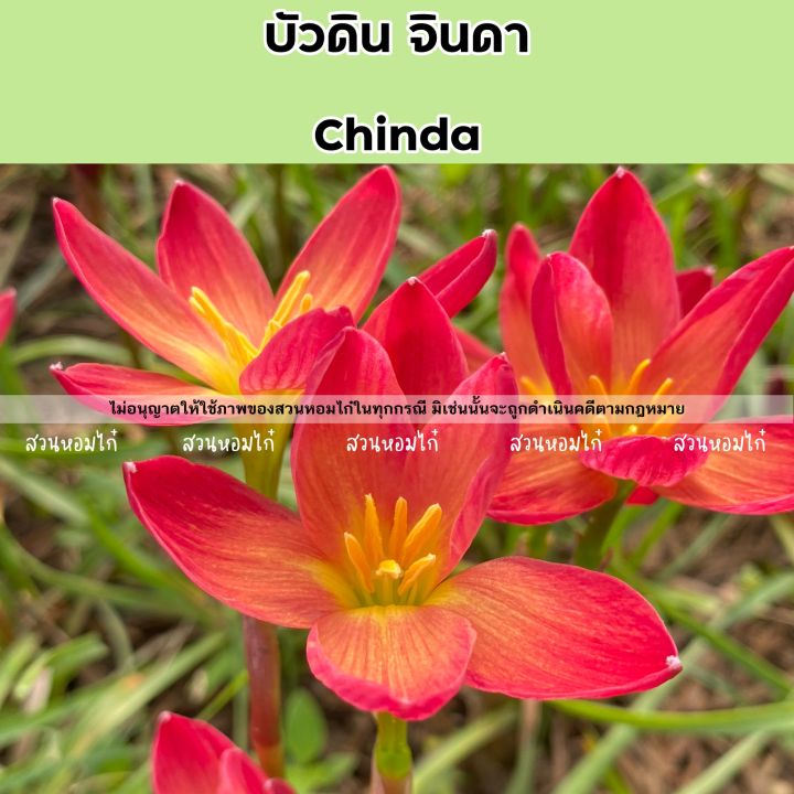 บัวดินจินดา-chinda-5หัว