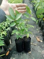 ต้นมะกอกป่า(ชุด 4 ต้น 99 บาท)หรือมะกอกไทย เพาะเมล็ด/ถุงดำพร้อมปลูก