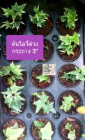 ต้นไอวี่ด่าง Ivy plant กระถาง 3"ช่วยฟอกอากาศ ดูดสารพิษเหมาะประดับบ้านและสวน หรือแขวนไว้หน้าบ้าน หน้าต่าง เป็นต้นไม้ที่ดูคลาสิกมากๆ ชอบแดดรำไร รดน้ำวันละครั้ง