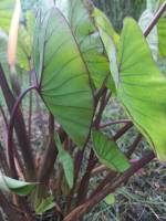 Colocasia Blue Hawaii บอน บลู ฮาวาย ตัดสดชำรากส่งพร้อมกระถาง รับประกันสายพันธ์แท้