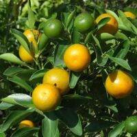 ส้มมังกรทอง ส้มจี๊ดมังกรทอง (kumquat) ส้มจี๊ด Citrus japonica Thun. ส้มสีทอง ไม้มงคล ไม้น่าปลูกตามหลักฮวงจุ้ยจีน ต้นสูง 35-45 ซม. กระถาง 10 นิ้ว ซึ่งตามหลักฮวงจุ้ยจีนแล้วเชื่อกันว่า ส้มจี๊ด สามารถดึงดูดเงินทอง  ความโชคดี และความเจริญ รุ่งเรืองเข้าบ้าน