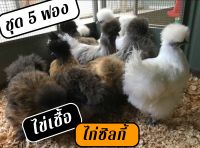 ไข่เชื้อไก่ชิลกี้ 5 ฟอง สำหรับฟัก