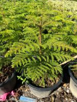 ต้นสนฉัตร Araucaria heterophylla กระถาง 12 นิ้ว