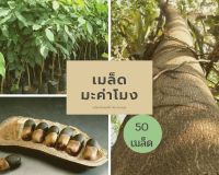 เมล็ดต้นมะค่าโมง เมล็ดพันธุ์ มะค่าโมง 50 เมล็ด เก็บใหม่ปีนี้