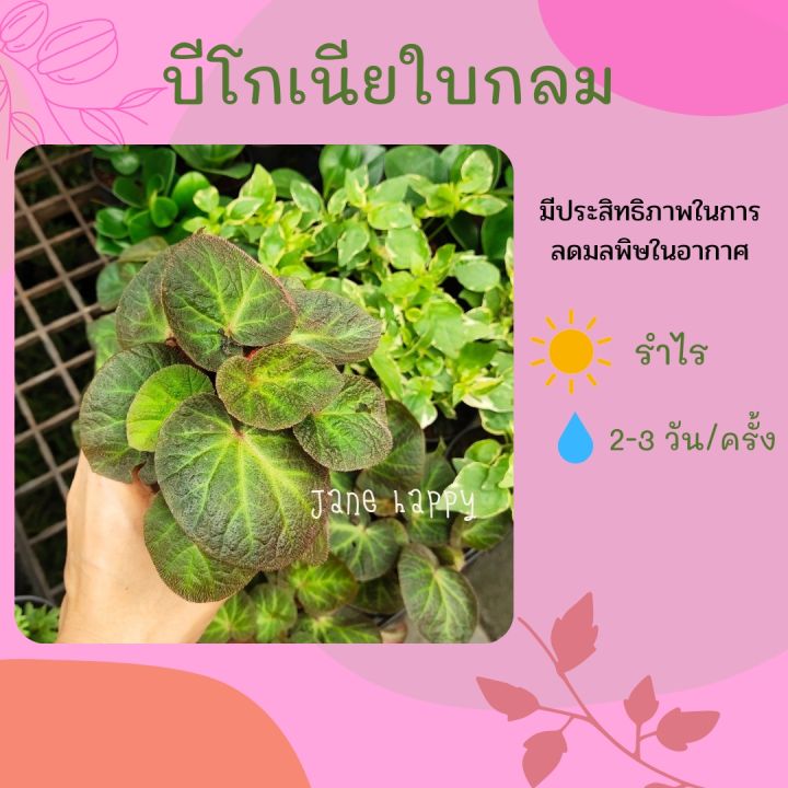 ต้นบีโกเนีย ใบกลม ส่งในกระถาง 3 นิ้ว