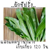 เมล็ดผักชีฝรั่งเมล็ดพันธุ์ ผักชีฝรั่ง ผักชีใบเลื่อย หอมเป หอมเปล1000เมล็ดโปรโมชั่นกดสั่ง3แถมฟรี1