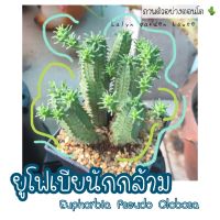 ??? ยูโฟเบียนักกล้าม Euphorbia Pseudo Globosa แคคตัส กระบองเพชร ?