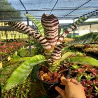 Aechmea chantinii hybrid(คัดลายสวยๆ)สับปะรดสี / ม้าลาย/ ความสูง 10 นิ้ว ลายชัดๆทุกต้น ส่งแบบถอดราก