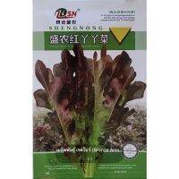 เมล็ดพันธุ์ เรดโบว์ (Bronze Arrow Lettuce) บรรจุ 3500 เมล็ด #1