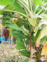 หน่อกล้วยน้ำว้าพันธุ์เตี้ย (พันธุ์พระราชทาน) สายพันธุ์แท้ 100% ต้นเตี้ย เครือใหญ่ พร้อมปลูก
