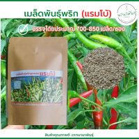 พริกแรมโบ้?️ แบบซองทดลองปลูก เมล็ดพันธุ์พริกลูกผสม ผลดก