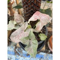 Syngonium pink spot "Marble" เงินไหลมาด่างชมพู