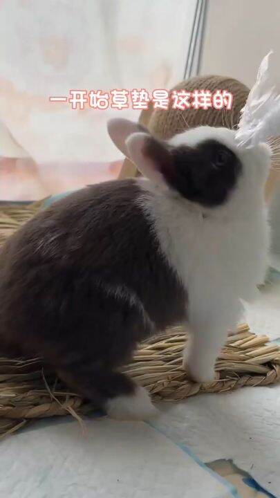 Tips Memilih Alas Kandang Kelinci yang Tepat