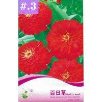 เมล็ดพันธุ์ ดอกบานชื่น สีแดง 50 เมล็ด บานชื่นซ้อน Zinnia Flower  เมล็ดพันธุ์นำเข้า