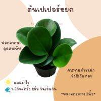 ต้นเปเปอร์หยก ขนาดกระถาง 3 นิ้ว