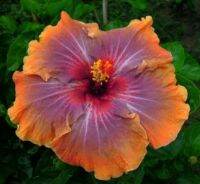 เมล็ดพันธุ์ชบาไต้หวันออเรนจ์ สคาร์เล็ต(Orange Scarlet Taiwan Hibiscus Seed)บรรจุ 10 เมล็ด ของแท้ คุณภาพดี ราคาถูก นำเข้าจากต่างประเทศ