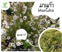 ?ราคาถูก? มานูก้า Manuka พุ่มใหญ่ ไม้ทนแดด (กระถางขนาด 11") ชานิวซีแลนด์ ดอกชมพูสวย ออกดอกตลอดปี สวนขายเอง