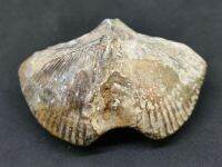 ? ฟอสซิลหอยบราคิโอพอต ( Brachiopod Cyrtospirifer ) ชนิดนี้ค่อนข้างหายากและ น่าสะสมมาก สภาพค่อนข้างสมบูรณ์ จากฝรั่งเศษ⛏️ ชนิด Brachiopod Cyrtospirifer
⛏️ น้ำหนัก 27 กรัม
⛏️ ขนาด 42×29×23 มิล