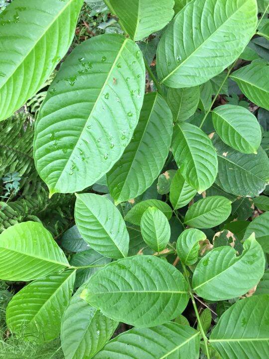 Banaba Leaves Freshly Picked Lazada PH