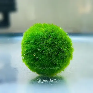 Moss Ball Aquarium - Best Price in Singapore - Dec 2023
